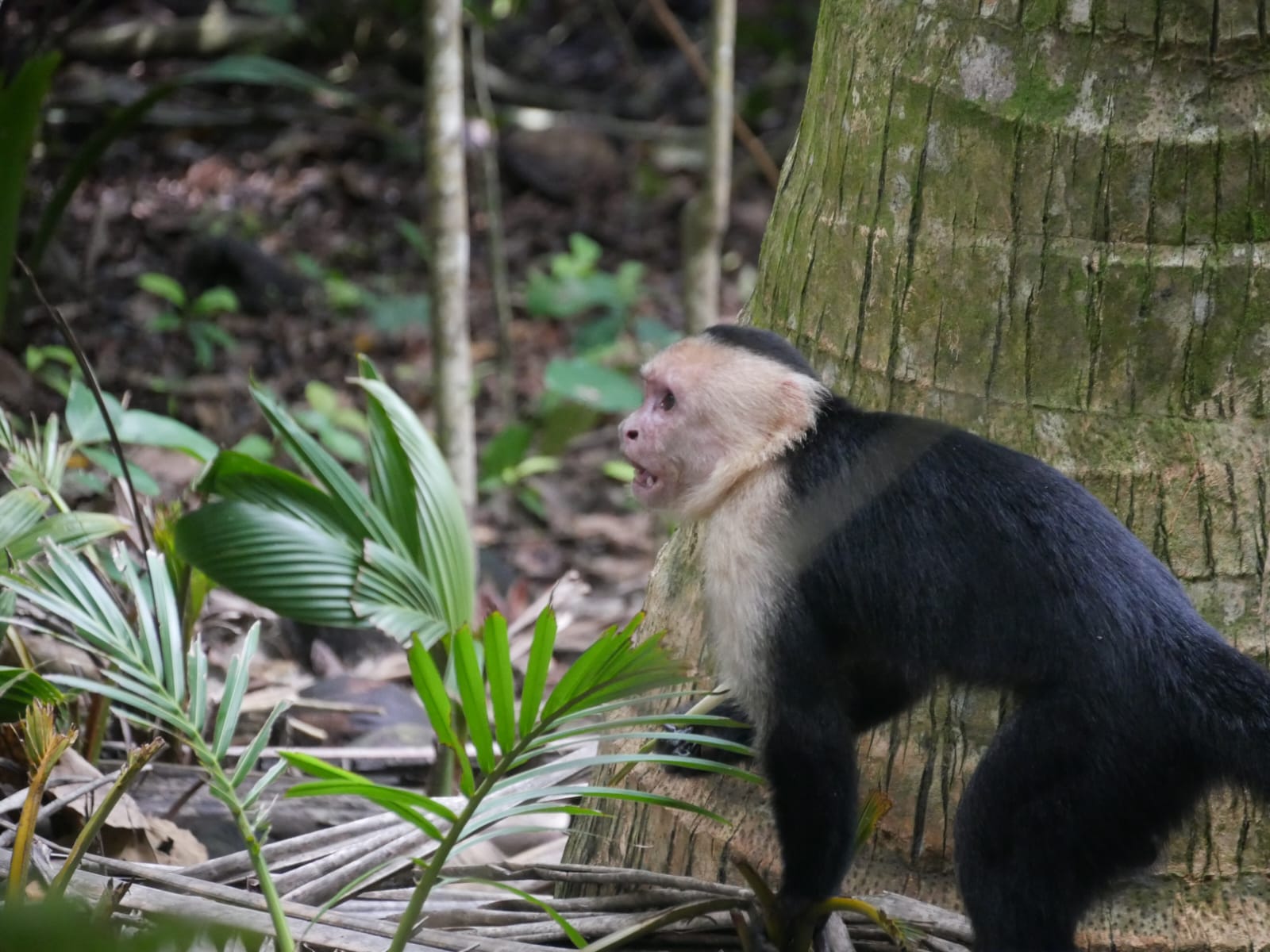 Arenal Volcano and hot springs