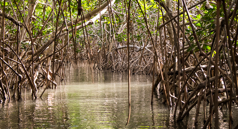 Discover León + Juan Venado mangroves